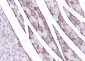 Calmodulin 1/2/3 Rabbit pAb